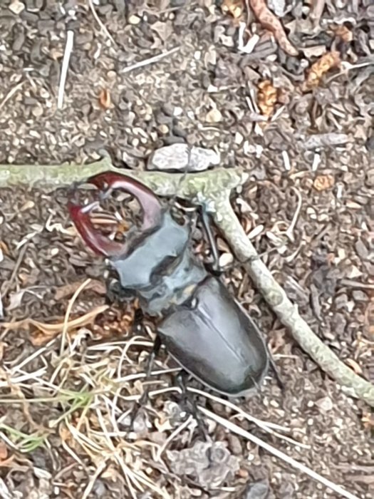 Ekoxe på marken nära en kvist, symboliserar besök av insekten nära en björk i Småland.