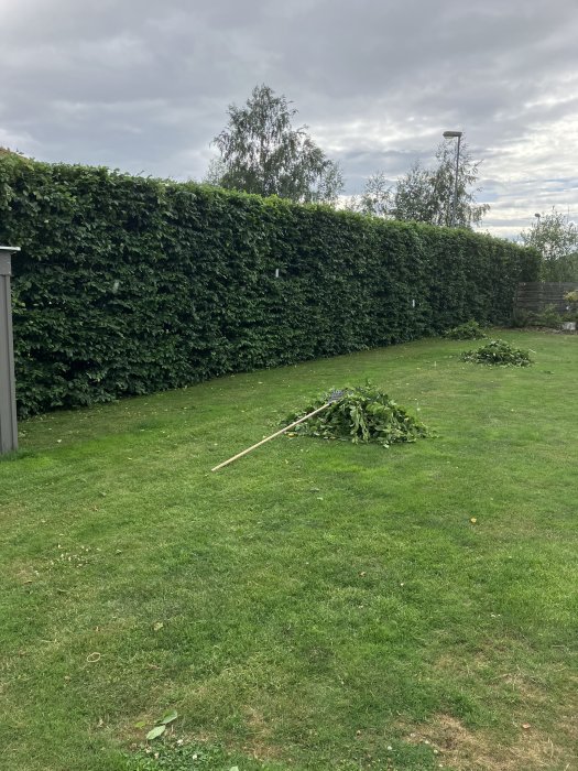 Välvårdad lummig häck längs trädgård med nyskurna grenar och redskap på gräsmattan.