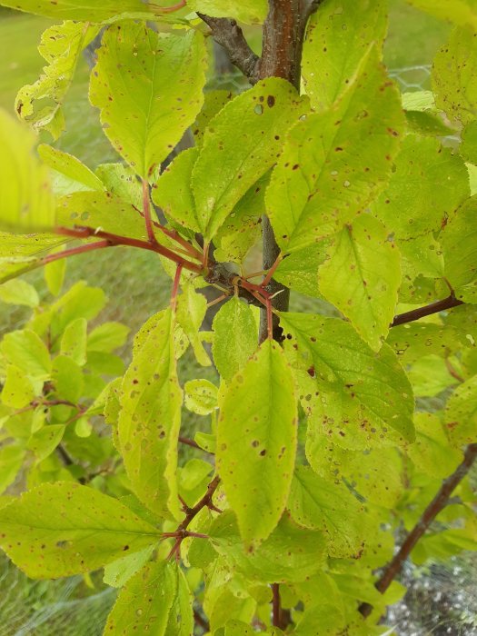 Plommonträdsblad med hål och bruna fläckar, tecken på möjlig skadeinsektangrepp.