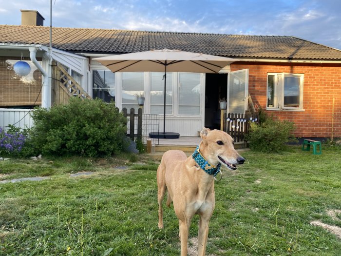 Hund står på gräsmatta framför hus med uppslaget stort paraply för att visa storleken.