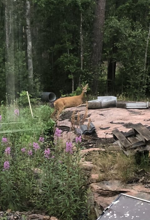 Rådjur i en trädgård bland rosa blommor och byggmaterial.