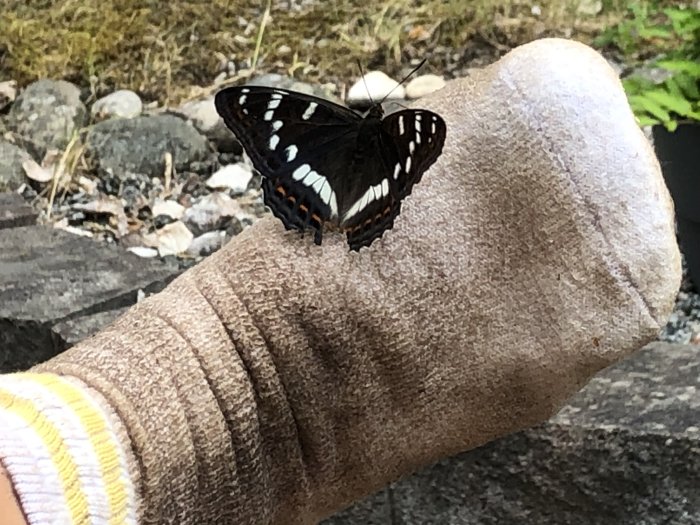 Aspfjäril sitter på en fot klädd i en brun strumpa utomhus.