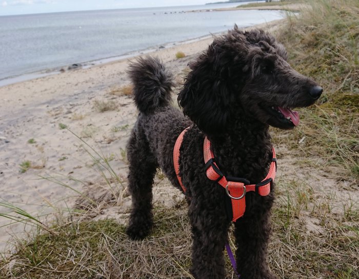 Svart hund med sele på stranden ser glad ut mot hav och sand.