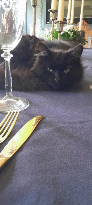 Svart katt ligger på ett dukat bord med ljusstake och bestick i förgrunden.