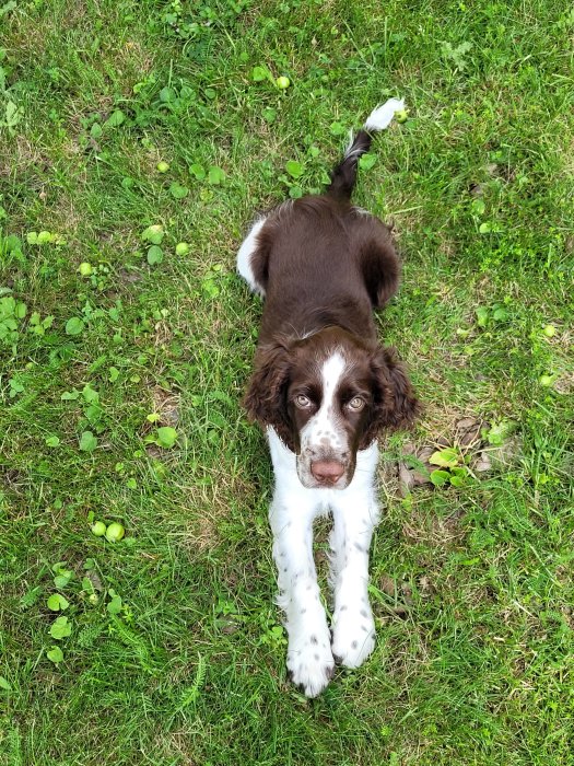 Engelsk springer spaniel valp ligger på gräset och tittar upp.