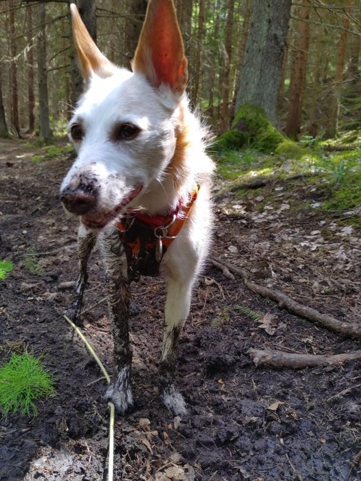 En hund med leriga ben och nos står i en blöt skog.