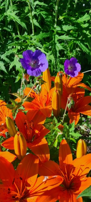 Lila nävor som klättrar bland orange liljor och gröna blad i en sommarrabatt.