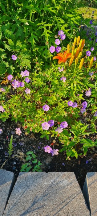 Lila nävor och knoppar av eldig orange lilja i en blomrabatt med gröna bladverk i bakgrunden.