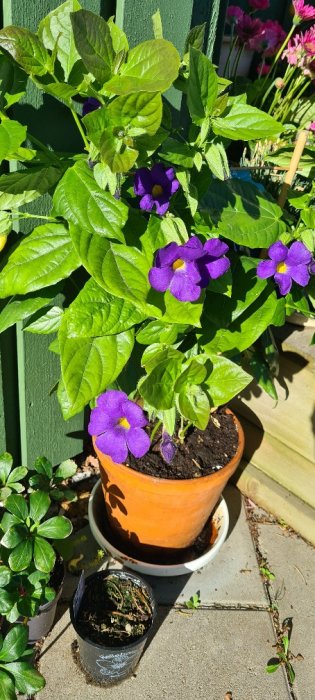 Lila blommor i kruka med gröna blad, sannolikt sorten 'Rozanne', bredvid en grön växt och på en solig plats.