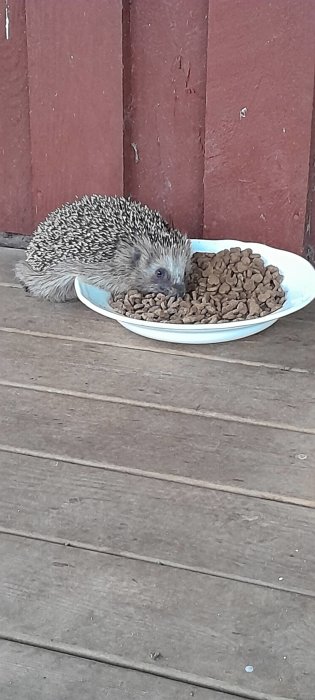 Igelkott äter kattfoder från en tallrik på ett trägolv utomhus.