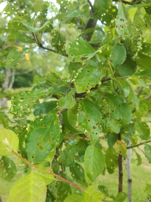 Körsbärsträd med blad angripna av hagelskottssjuka, synliga hål och knutor på bladkanten.