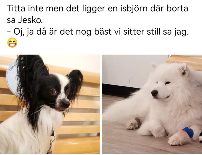 Svartvit hund ser mot kameran, vit fluffig hund liknar isbjörn, text skämtar om förväxling.