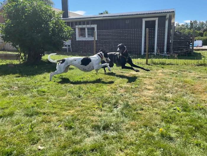 Två Greyhounds leker och springer i en gräsmatta framför ett hus under en solig dag.