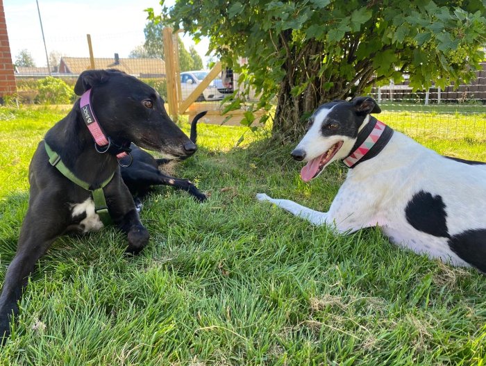 Två Greyhound-hundar som vilar på gräset, en svart och en vit med svarta fläckar.