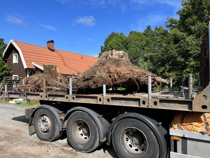 Transport av två stora trädstubbar på ett släp framför ett hus.