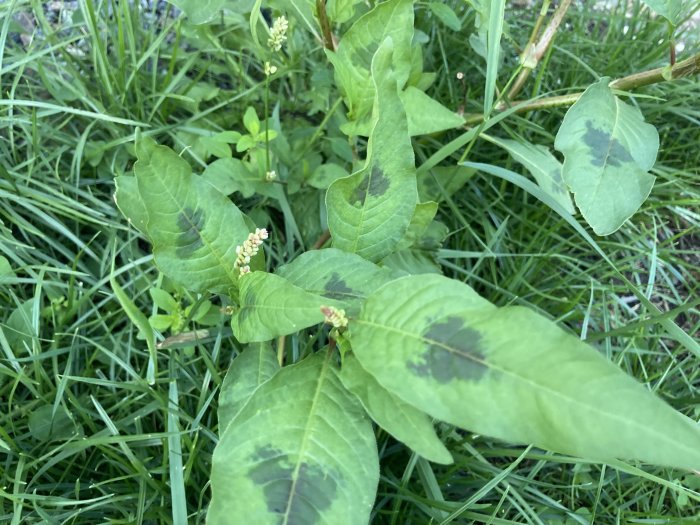 Okänd växt med ovala blad och små blomknoppar i en trädgård.