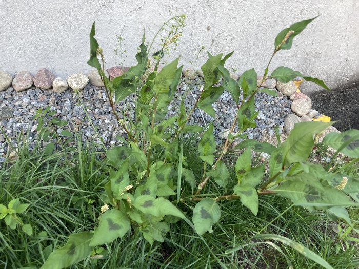 Okänd växt med gröna blad och vita blomklasar som växer intill en stenrad vid en husvägg.