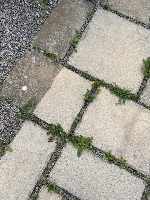 Sjunkna stenplattor med ojämn fog och överväxt av ogräs på en gångväg.
