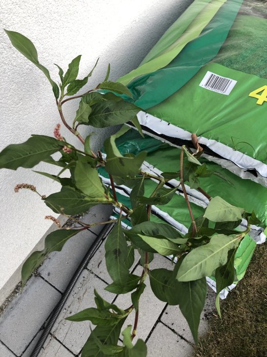 Växt med stora blad växer ur öppnad säck med jord som ligger på stenplattor.