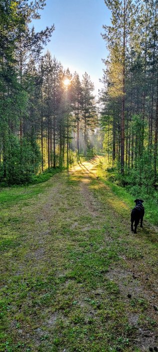 En hund på en grusväg i en solbelyst skog med morgondimma.