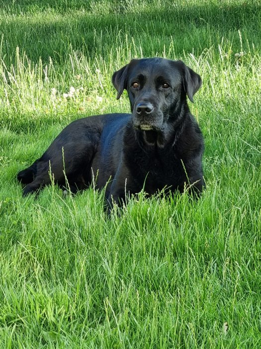 Svart labrador ligger avslappnat i högt gräs med uppmärksam blick.