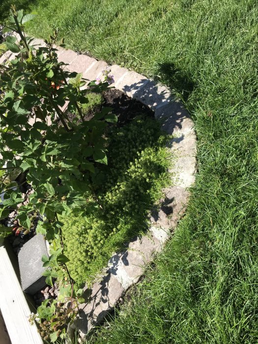 Rundad stenkant omger en rabatt mot en gräsmatta, med smågatsten delvis täckt av markduk nära planteringar.