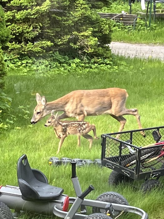 Rådjur med kid i en trädgård bland barnleksaker.