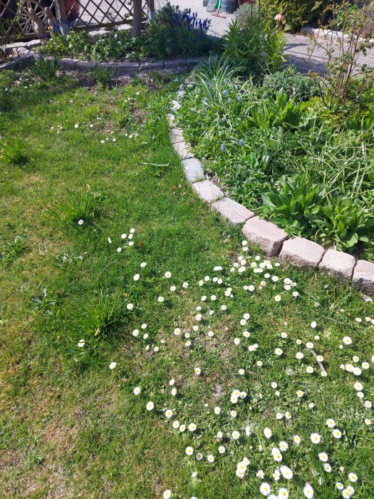 Trädgårdsgång kantad med upphöjd storgatsten utan betong mellan, omgiven av gräsmatta och blommor.