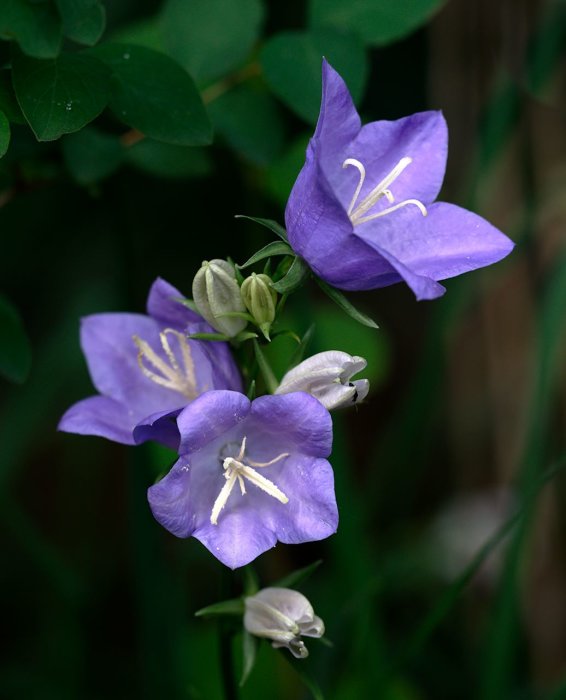 Stor blåklocka, Campanula persicifolia, med lila blommor och knoppar mot mörkgrön bakgrund.