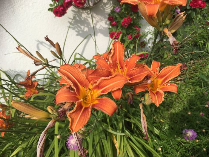 Orange dagliljor i blomsterbädd med gröna löv och röda blommor i bakgrunden.