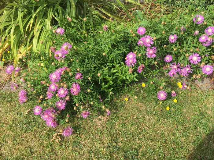 Blomstrande lila och gula blommor i en sommarträdgård den 7 juli 2023.