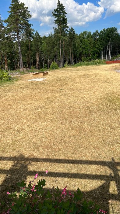 Gulbrun gräsmatta med sparsamt gräs, omgiven av träd och blå himmel, indikerar torka.