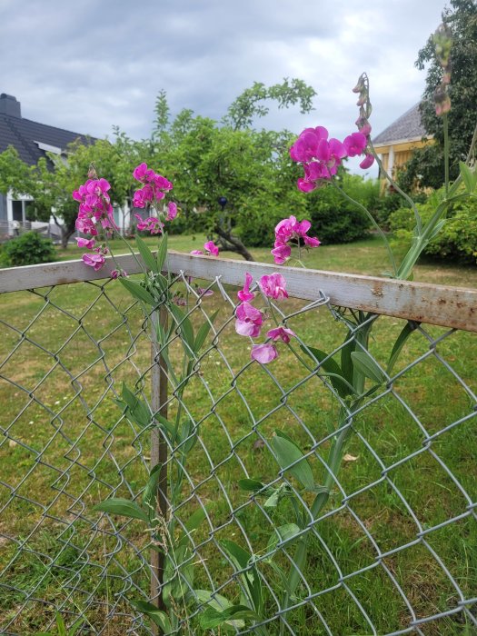 Rosa blommor av typen Rosenvial som växer vilt vid ett rostigt staket med en trädgård i bakgrunden.