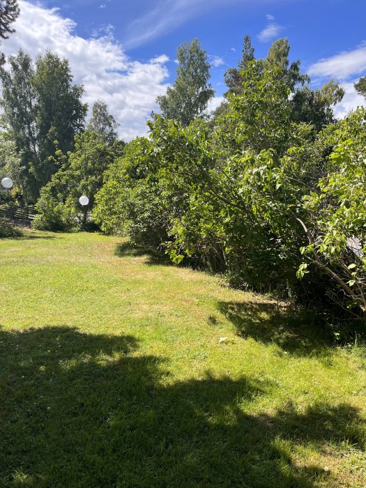 En lutarande syrenhäck mot en gräsmatta med träd och blå himmel i bakgrunden.