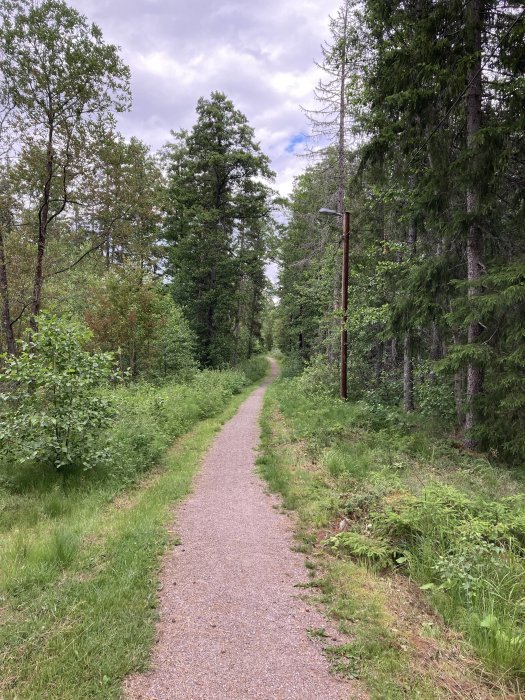 Grusväg slingrande sig genom en frodig skog med gröna träd och en lyktstolpe.