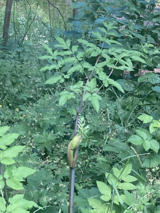 Omkring 1,5 meter hög trolig björnloka med gröna blad och knopp i skogsmiljö.