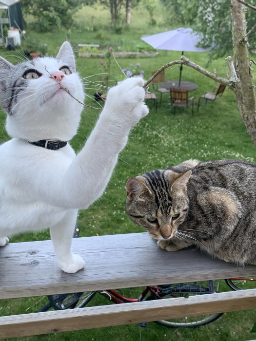 Två katter på en bänk, en vit och grå tittar upp och leker med en kvist, den andra grå och brun ligger.