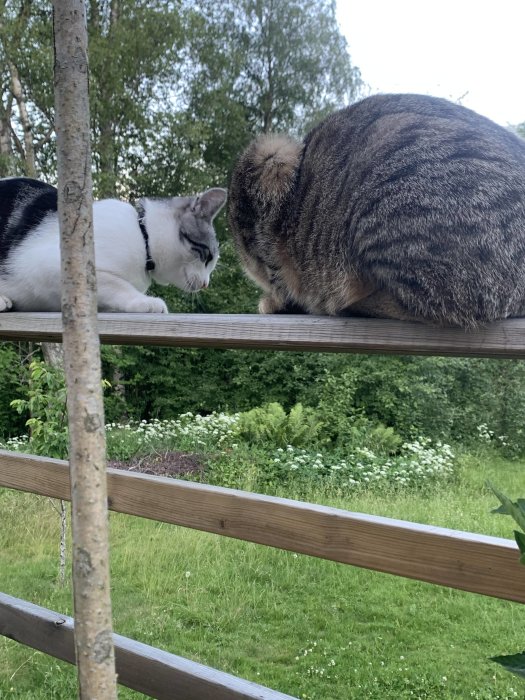 Två katter sitter på en trädgårdsstaket med grönska i bakgrunden.