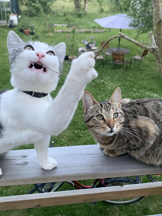 Två katter på ett trästaket, en vit med svarta fläckar viftar med tassen.