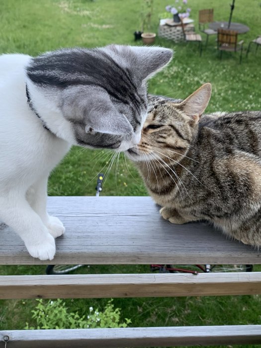 Två katter nosar på varandra på en trädgårdsbro mot en bakgrund av en grön trädgård.