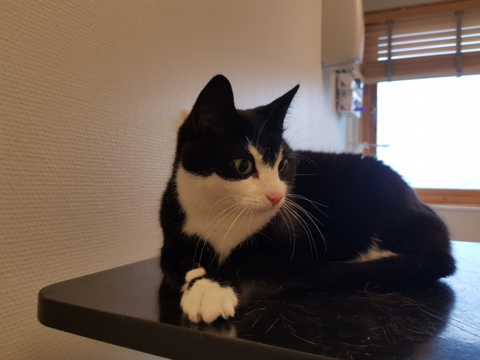 Svartvit katt med bekymrad blick sitter på ett bord, troligen hos en veterinär.