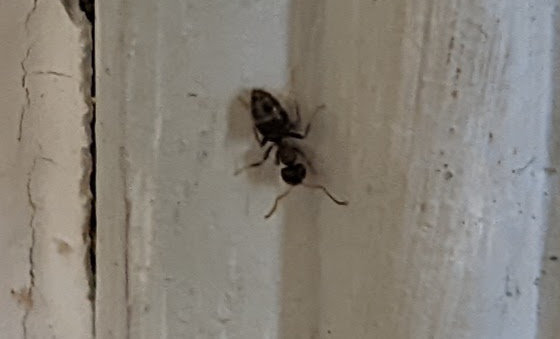 En liten svart myra på en vit målad träyta med sprickor.