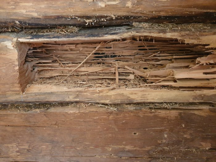 Öppnad trästock med tydlig åverkan inuti, visar långa stickor och tomrum, skadat av insekter.