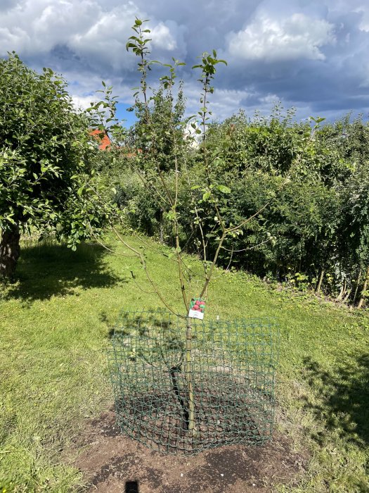 Nyligen planterat Aroma äppelträd med två låga grenar och ett tillfälligt gnagskydd i en trädgård.