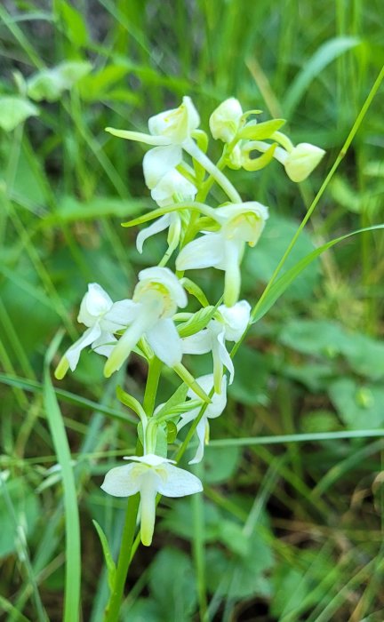 Nattviol blomma i fokus med grönt gräs i bakgrunden.