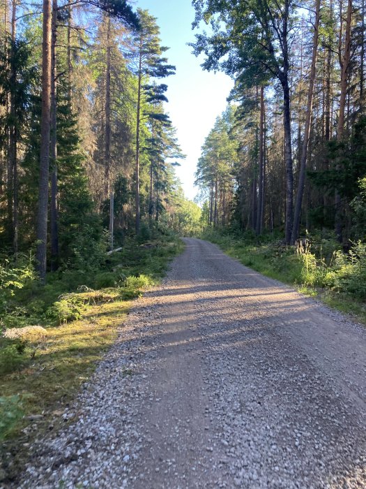 Grusväg omgiven av höga barrträd och grönska i solljus, skogsmiljö.