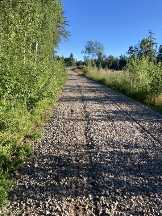 Grusväg flankerad av gröna buskar och träd under en solig dag.