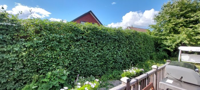 Nyklippt, hög och bred häck bredvid ett trädäck med grill och blommande blommor mot en solig himmel.