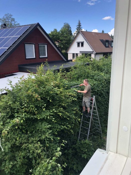 Person på stege klipper en hög och bred häck bredvid ett hus med solpaneler.