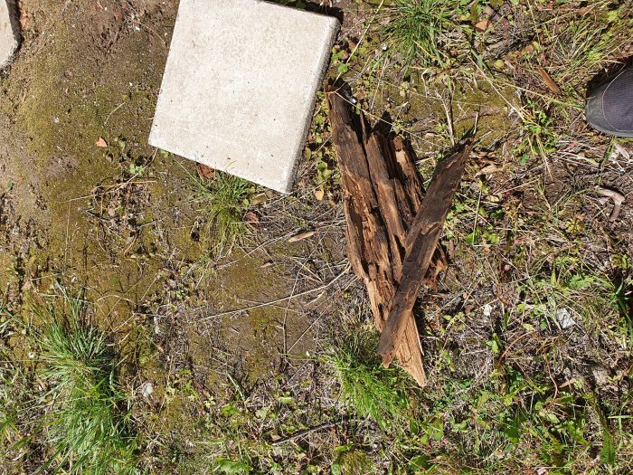 Rutten taktass ligger på marken bredvid en betongplatta och gräs, visar tecken på röta.
